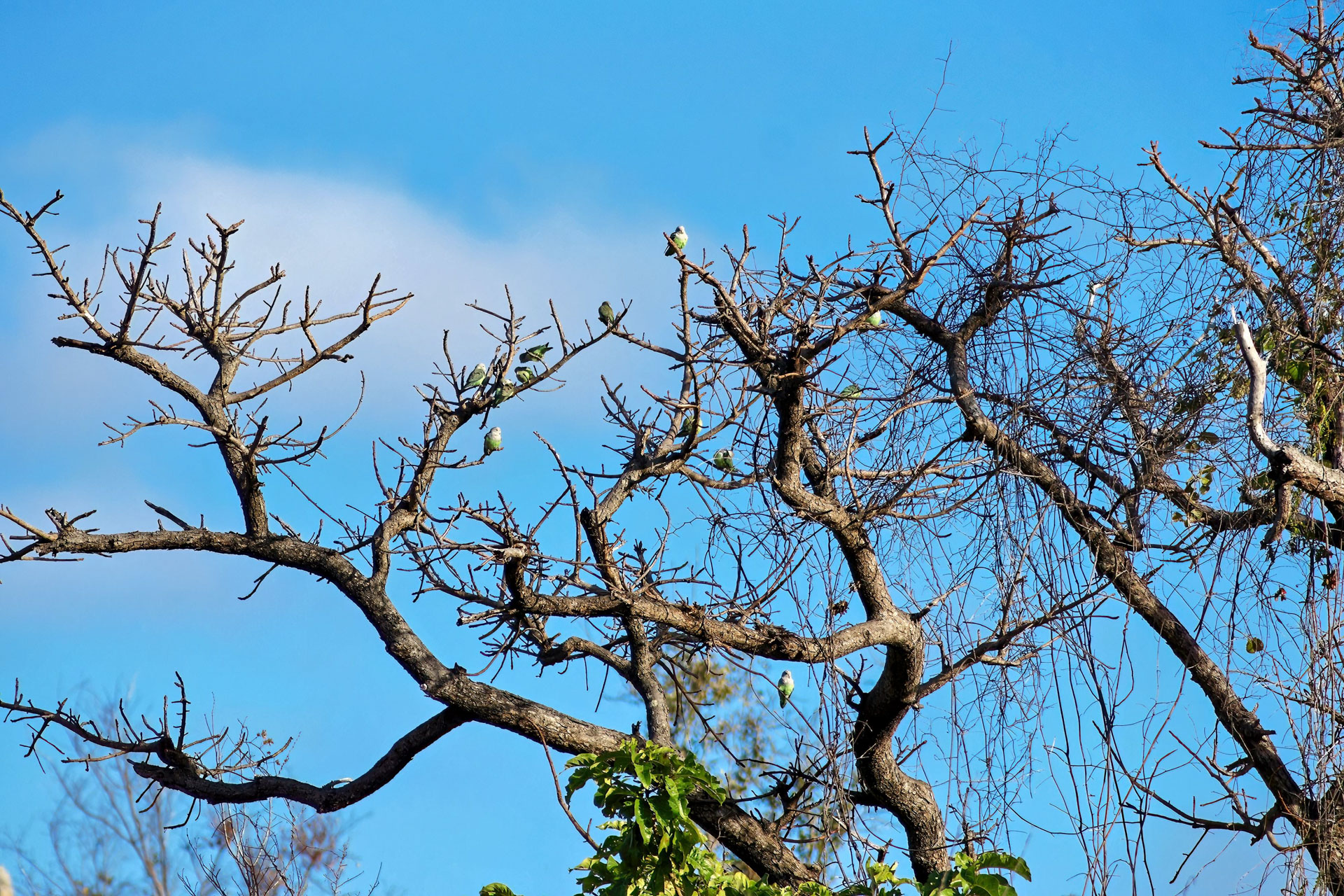 Grauköpfchen (Agapornis canus)